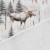 snowy_forest_size_ft.jpg